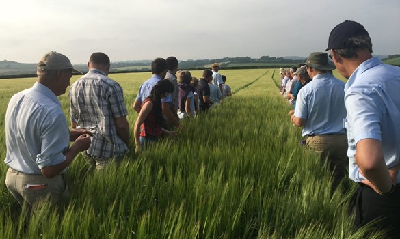 Truro Monitor Farm group look at barley